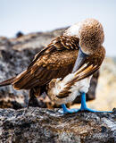 Blue Footed Booby
