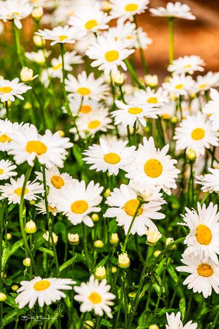 Bellis Perennis print