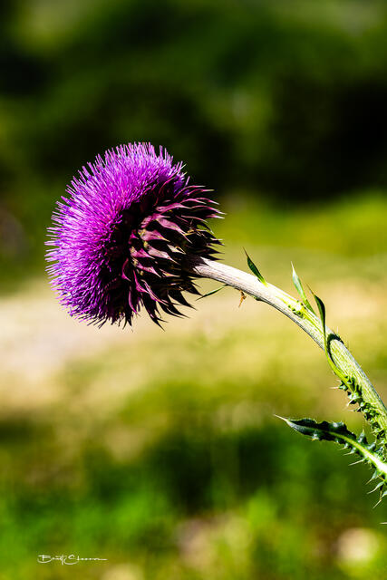 Thistle print