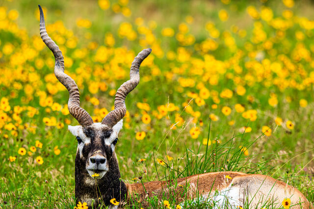 One And Three Quarters print