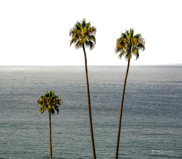 Three Palms print