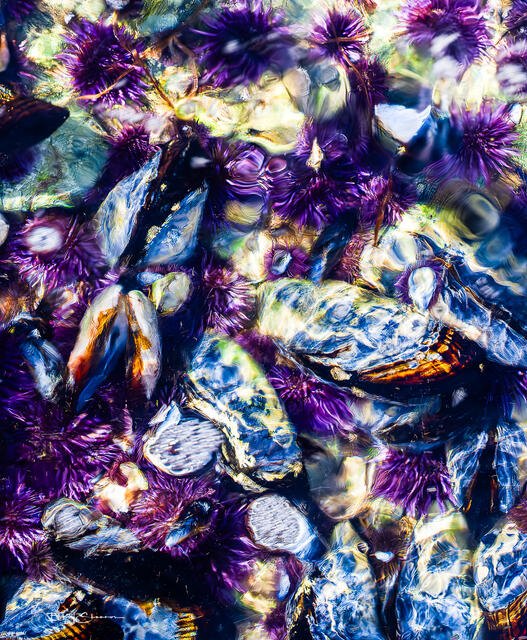 Tidepool Magic print