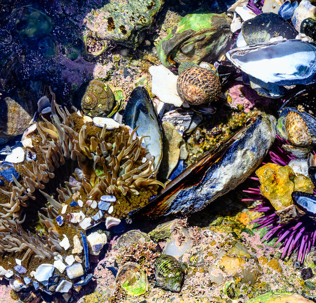 Underwater World print