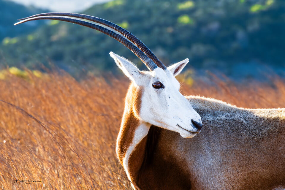 color fine art photography, interior design, wall art, office decor, abstract photography, modern art